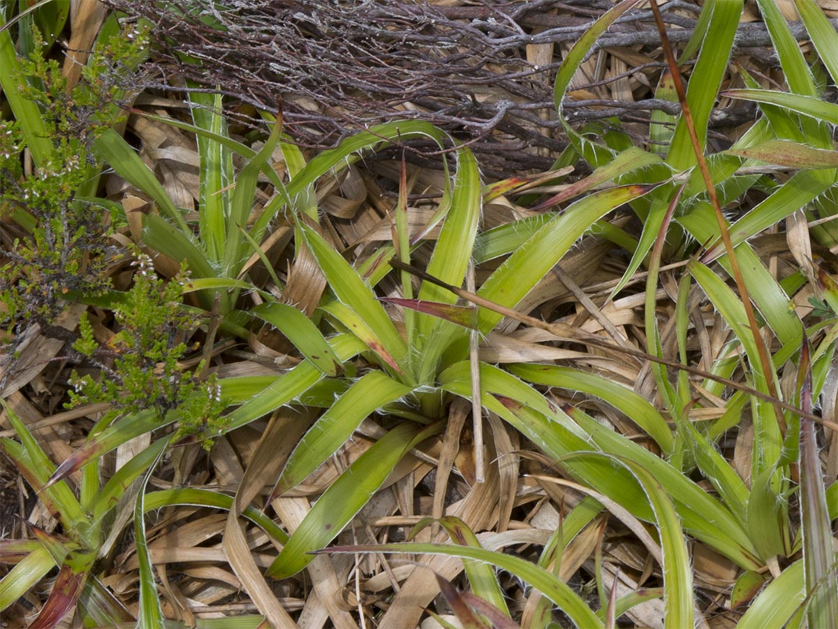 Luzula sylvatica